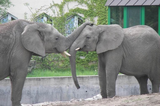 Communication With Discuss